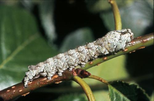 Lamprosticta culta
